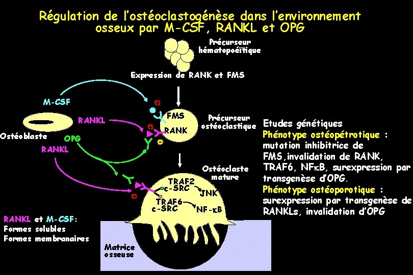 Régulation de l’ostéoclastogénèse dans l’environnement osseux par M-CSF, RANKL et OPG Précurseur hématopoéïtique Expression