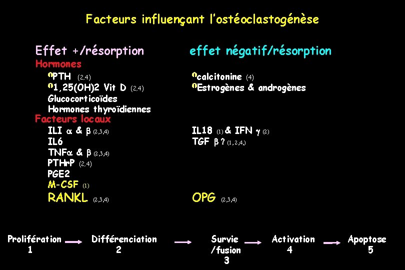 Facteurs influençant l’ostéoclastogénèse Effet +/résorption Hormones PTH (2, 4) 1, 25(OH)2 Vit D (2,