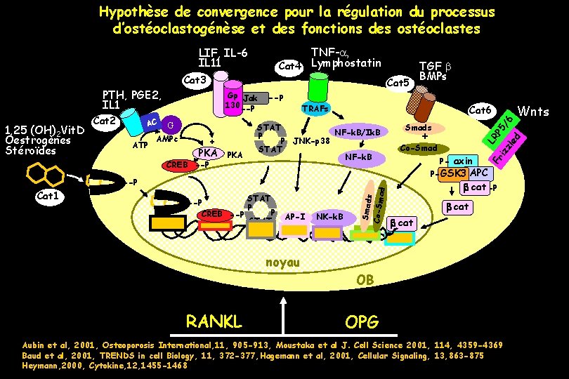 Hypothèse de convergence pour la régulation du processus d’ostéoclastogénèse et des fonctions des ostéoclastes