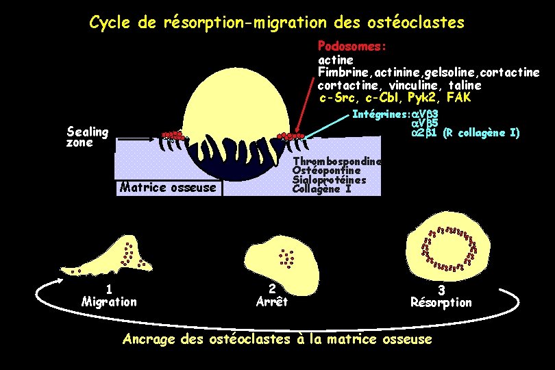 Cycle de résorption-migration des ostéoclastes Podosomes: actine Fimbrine, actinine, gelsoline, cortactine, vinculine, taline c-Src,