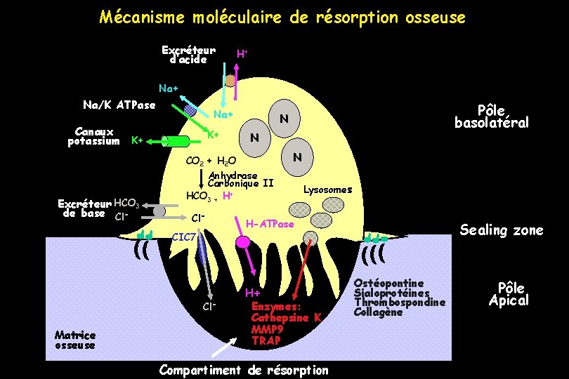 Mécanisme moléculaire de résorption osseuse Excréteur d’acide H+ Na/K ATPase Canaux potassium Na+ K+