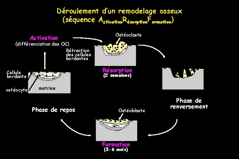 Déroulement d’un remodelage osseux (séquence Activation. Résorption. Formation) Activation Ostéoclaste (différenciation des OC) Rétraction