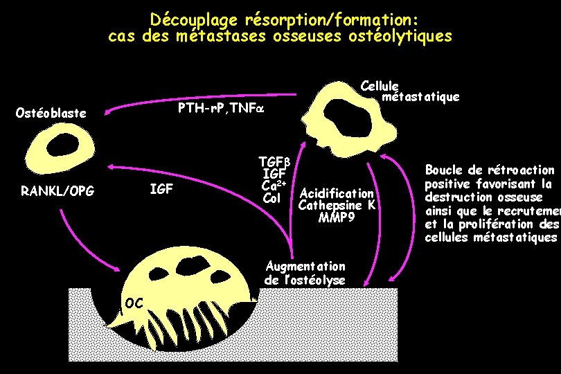 Découplage résorption/formation: cas des métastases osseuses ostéolytiques Cellule métastatique PTH-r. P, TNFa Ostéoblaste IGF