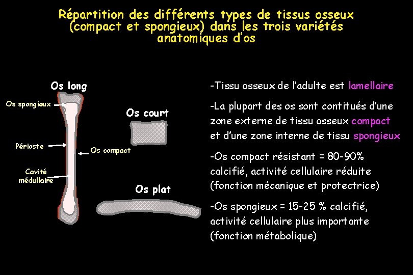 Répartition des différents types de tissus osseux (compact et spongieux) dans les trois variétés