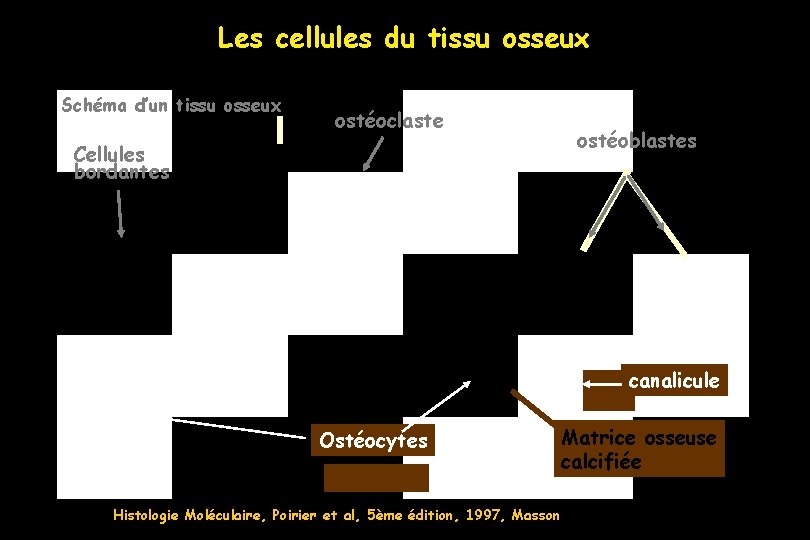 Les cellules du tissu osseux Schéma d’un tissu osseux ostéoclaste Cellules bordantes ostéoblastes canalicule