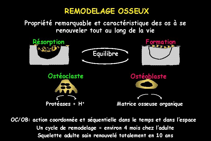 REMODELAGE OSSEUX Propriété remarquable et caractéristique des os à se renouveler tout au long