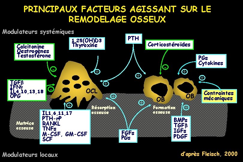 PRINCIPAUX FACTEURS AGISSANT SUR LE REMODELAGE OSSEUX Modulateurs systémiques Thyroxine Calcitonine Oestrogènes Testostérone TGFb