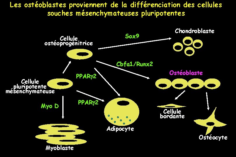 Les ostéoblastes proviennent de la différenciation des cellules souches mésenchymateuses pluripotentes Cellule ostéoprogénitrice Sox