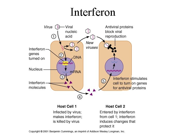 Interferon 