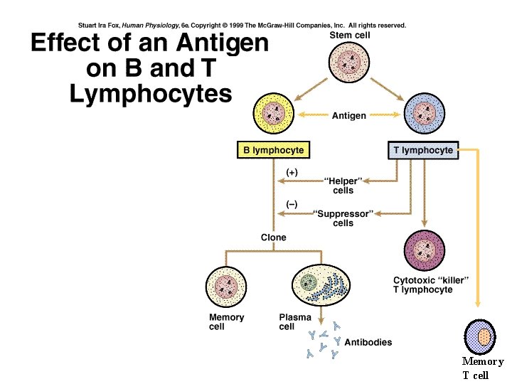 Memory T cell 