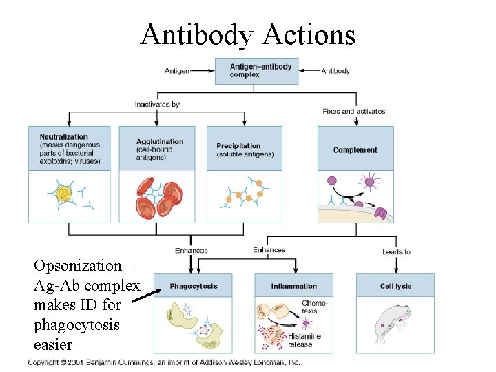 Antibody Actions Opsonization – Ag-Ab complex makes ID for phagocytosis easier 