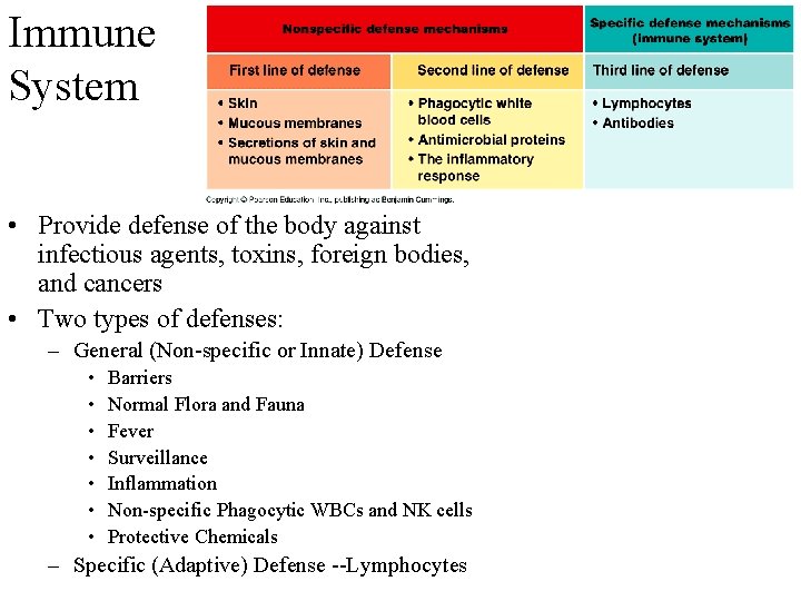 Immune System • Provide defense of the body against infectious agents, toxins, foreign bodies,