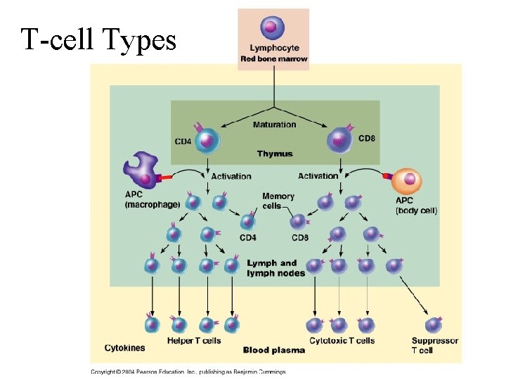 T-cell Types 