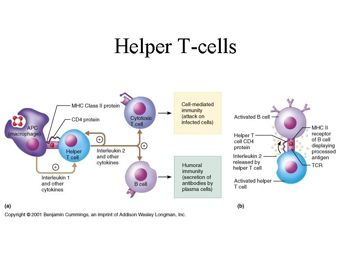 Helper T-cells 