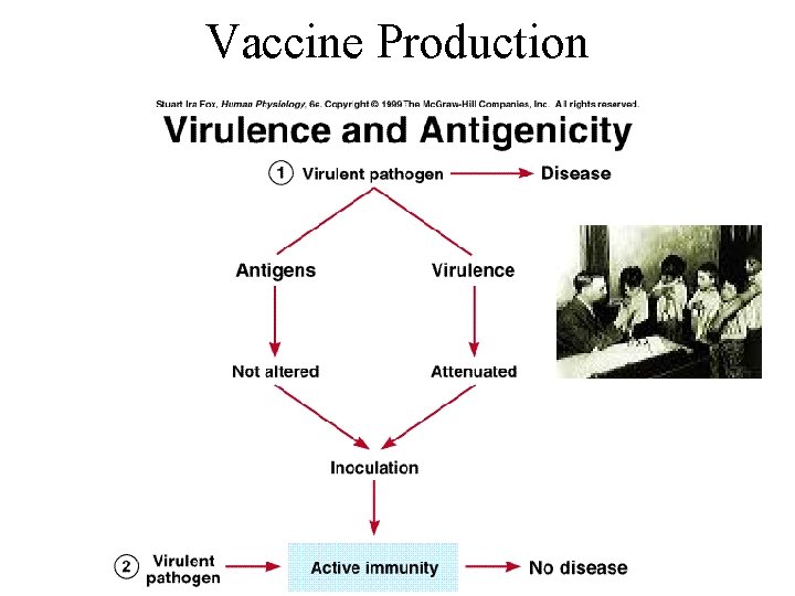 Vaccine Production 