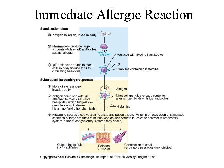 Immediate Allergic Reaction 