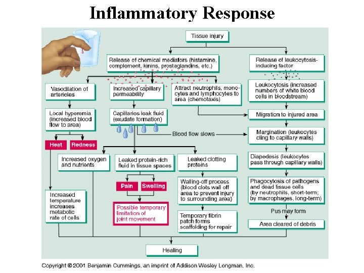 Inflammatory Response 