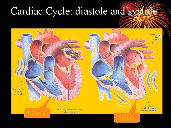 Cardiac Cycle: diastole and systole Diastole Systole 