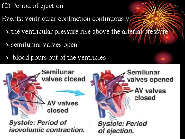 (2) Period of ejection Events: ventricular contraction continuously the ventricular pressure rise above the