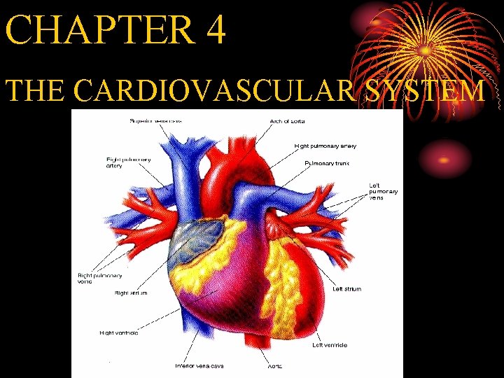 CHAPTER 4 THE CARDIOVASCULAR SYSTEM 