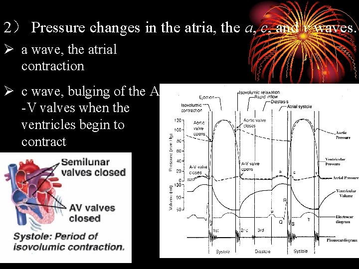 2） Pressure changes in the atria, the a, c, and v waves. Ø a