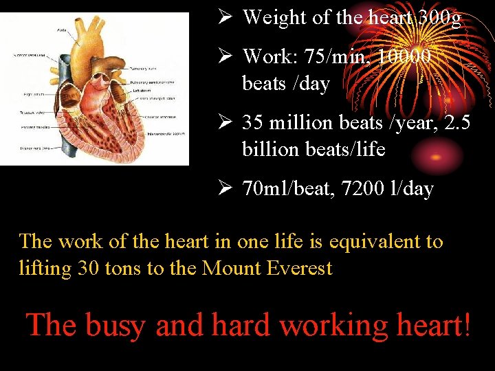 Ø Weight of the heart 300 g Ø Work: 75/min, 10000 beats /day Ø