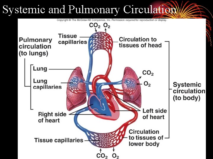 Systemic and Pulmonary Circulation 
