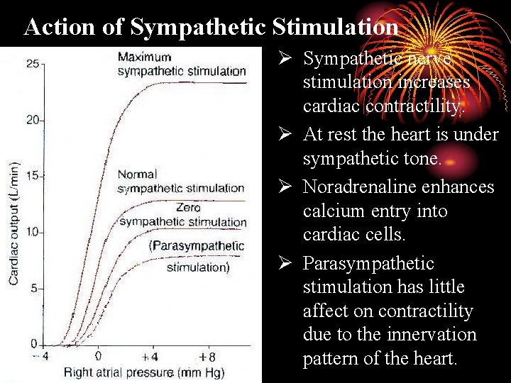 Action of Sympathetic Stimulation Ø Sympathetic nerve stimulation increases cardiac contractility. Ø At rest