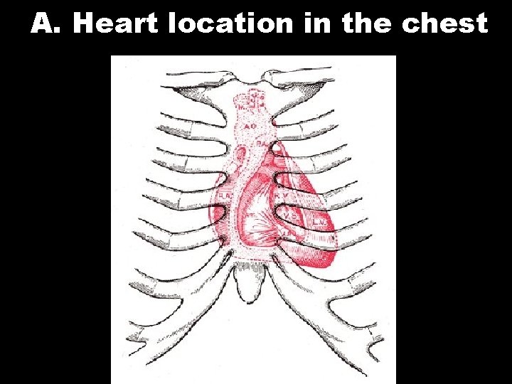A. Heart location in the chest 