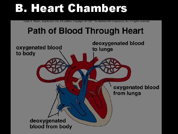 B. Heart Chambers 