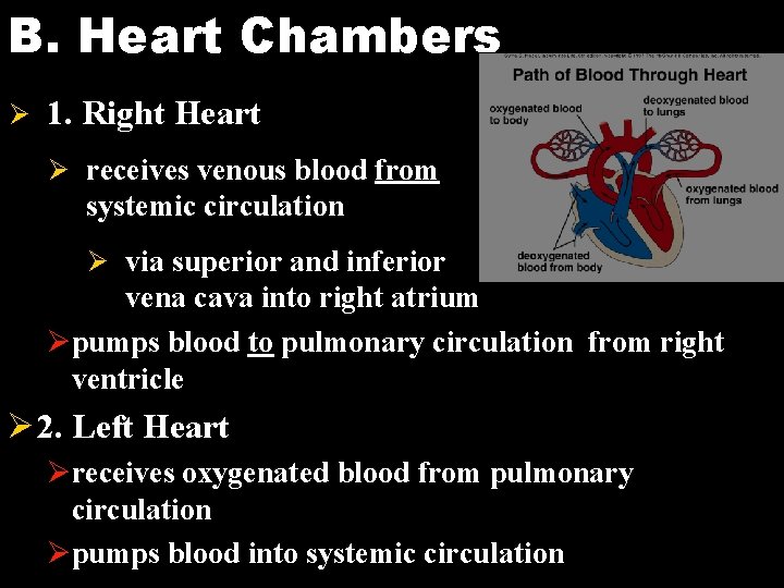 B. Heart Chambers Ø 1. Right Heart Ø receives venous blood from systemic circulation