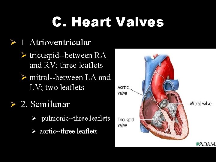 C. Heart Valves Ø 1. Atrioventricular Ø tricuspid--between RA and RV; three leaflets Ø