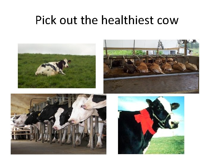 Pick out the healthiest cow 