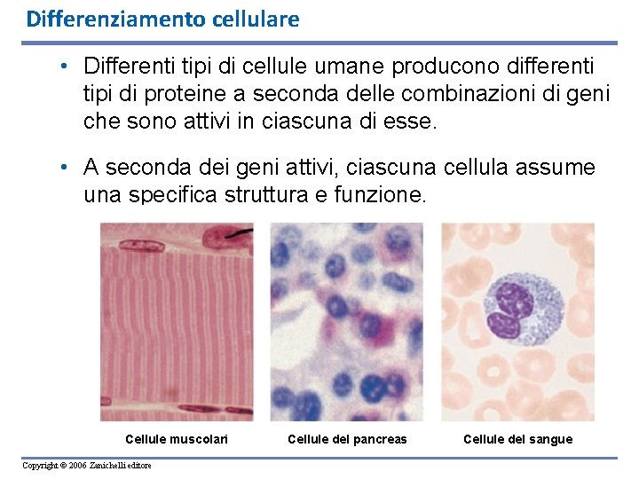 Differenziamento cellulare • Differenti tipi di cellule umane producono differenti tipi di proteine a