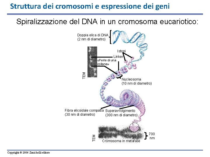 Struttura dei cromosomi e espressione dei geni Spiralizzazione del DNA in un cromosoma eucariotico:
