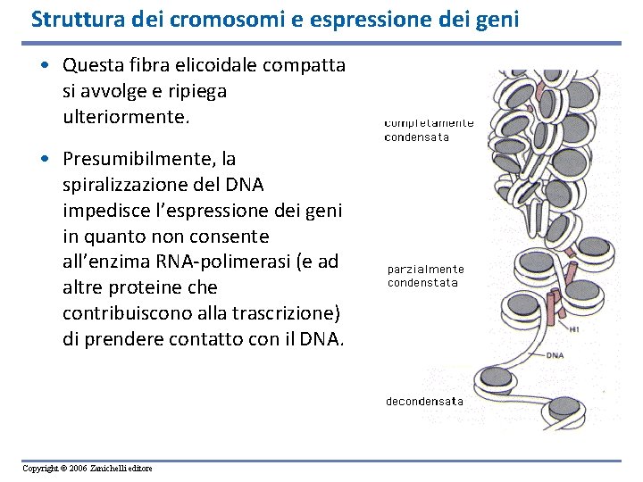 Struttura dei cromosomi e espressione dei geni • Questa fibra elicoidale compatta si avvolge
