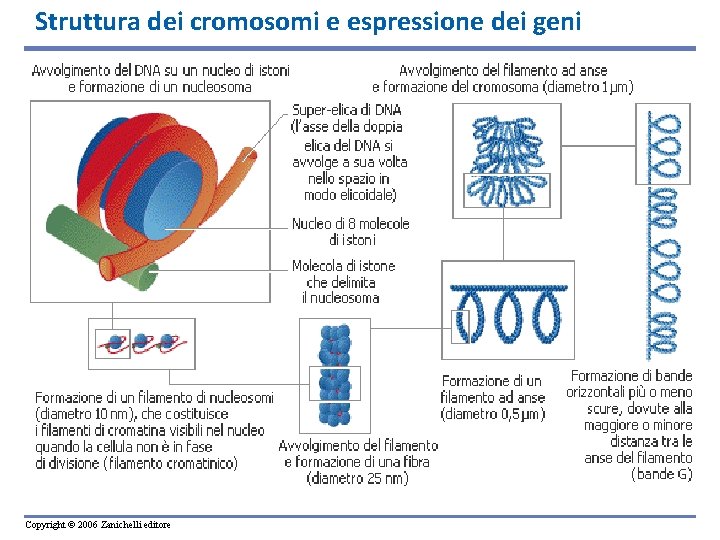 Struttura dei cromosomi e espressione dei geni Copyright © 2006 Zanichelli editore 