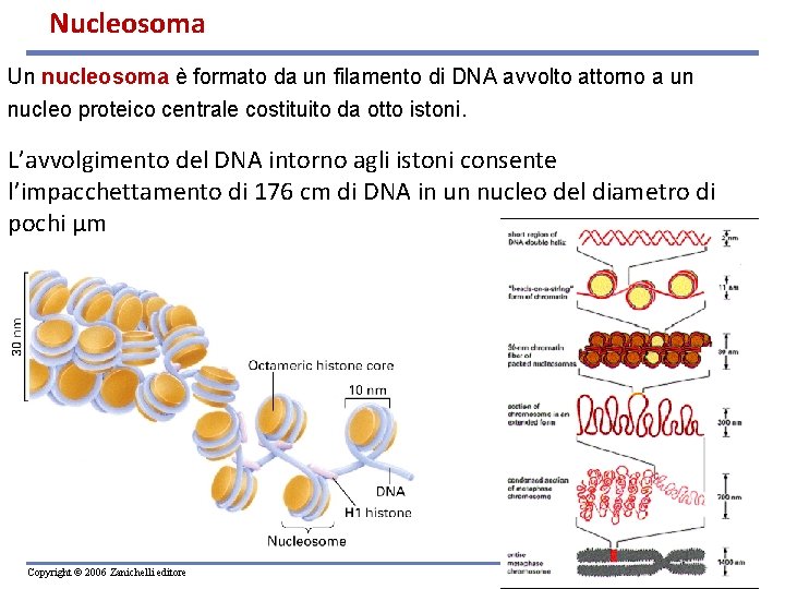 Nucleosoma Un nucleosoma è formato da un filamento di DNA avvolto attorno a un
