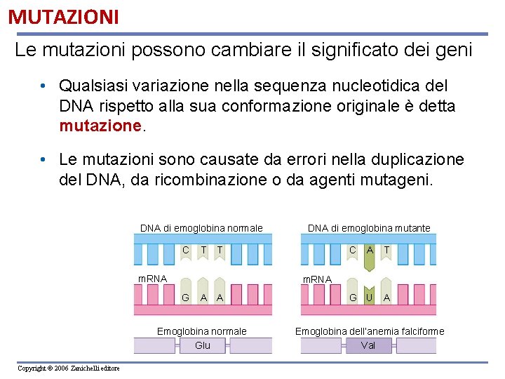 MUTAZIONI Le mutazioni possono cambiare il significato dei geni • Qualsiasi variazione nella sequenza