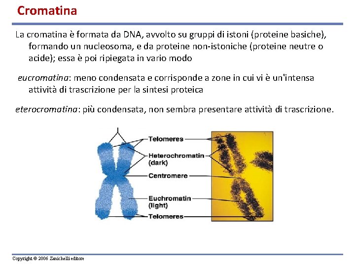 Cromatina La cromatina è formata da DNA, avvolto su gruppi di istoni (proteine basiche),