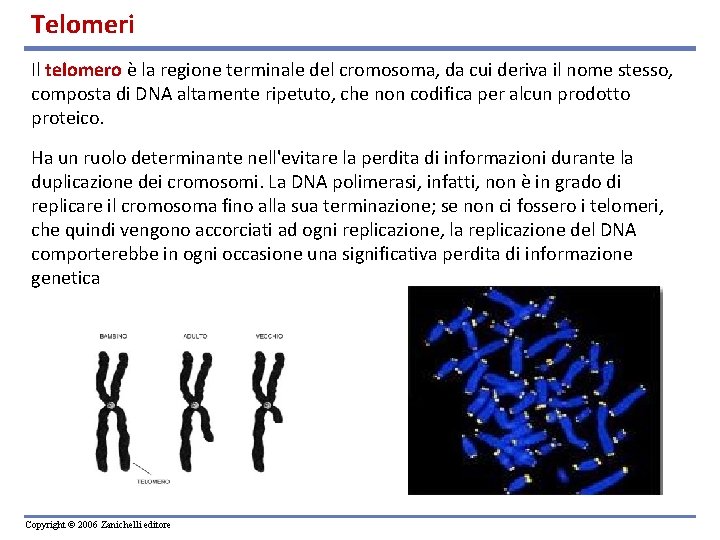 Telomeri Il telomero è la regione terminale del cromosoma, da cui deriva il nome