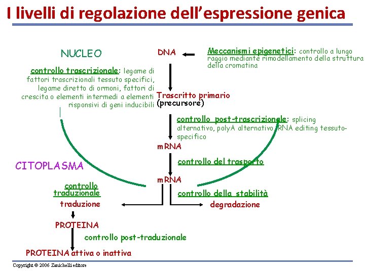 I livelli di regolazione dell’espressione genica NUCLEO Meccanismi epigenetici: controllo a lungo DNA raggio