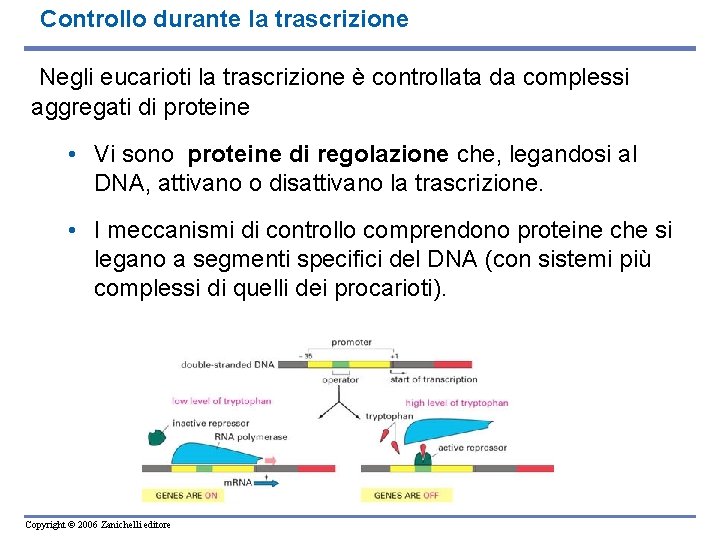 Controllo durante la trascrizione Negli eucarioti la trascrizione è controllata da complessi aggregati di