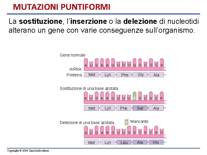 MUTAZIONI PUNTIFORMI La sostituzione, l’inserzione o la delezione di nucleotidi alterano un gene con
