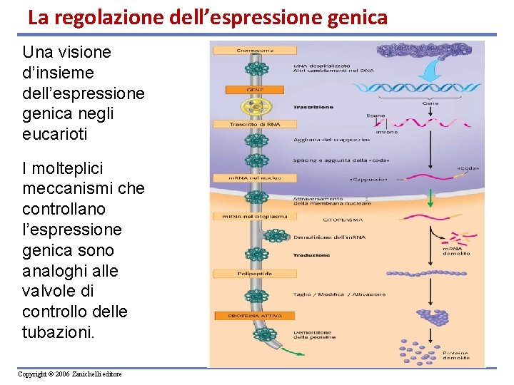 La regolazione dell’espressione genica Una visione d’insieme dell’espressione genica negli eucarioti I molteplici meccanismi