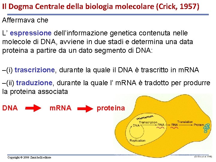 Il Dogma Centrale della biologia molecolare (Crick, 1957) Affermava che L’ espressione dell’informazione genetica