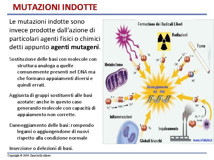 MUTAZIONI INDOTTE Le mutazioni indotte sono invece prodotte dall'azione di particolari agenti fisici o