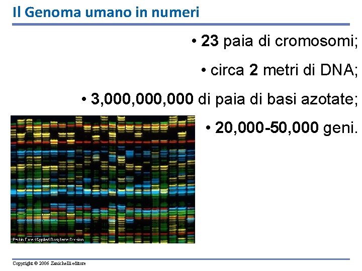 Il Genoma umano in numeri • 23 paia di cromosomi; • circa 2 metri