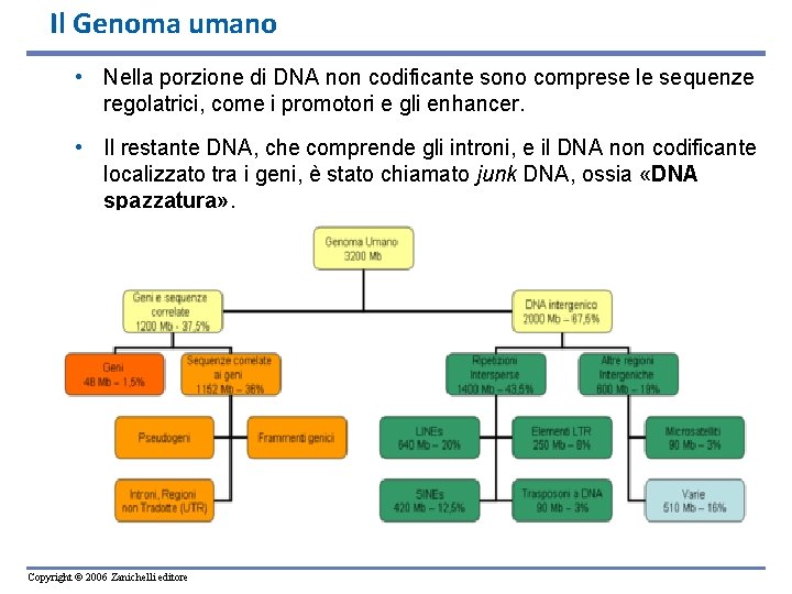 Il Genoma umano • Nella porzione di DNA non codificante sono comprese le sequenze