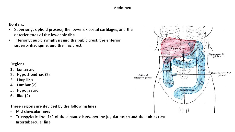 Abdomen Borders: • Superiorly: xiphoid process, the lower six costal cartilages, and the anterior